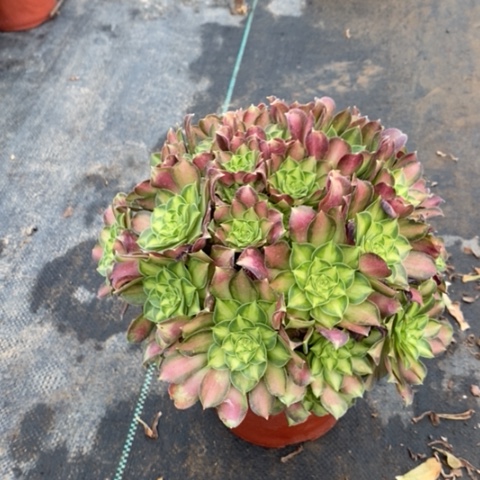 韶华多肉植物085