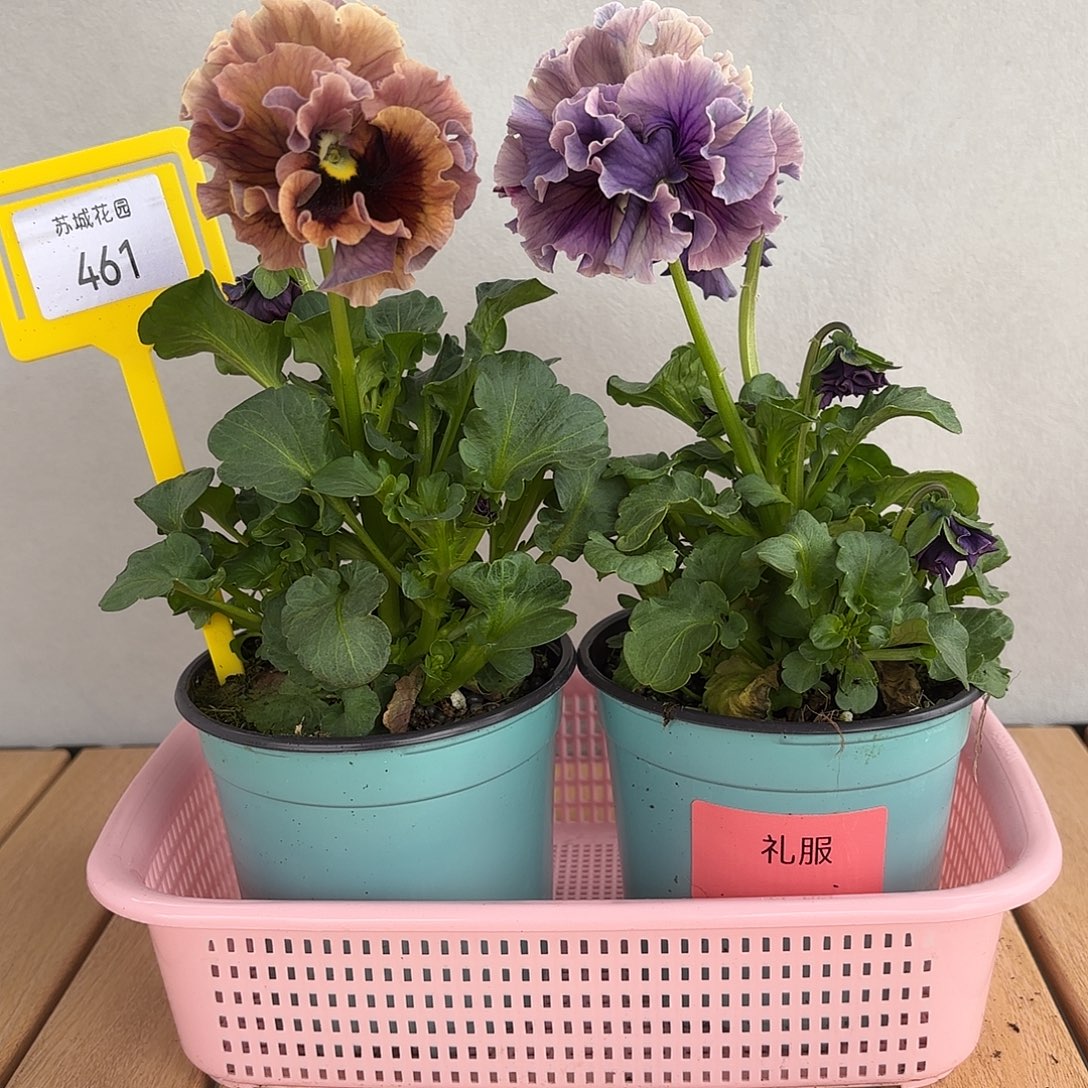 大部分开放少量花苞461