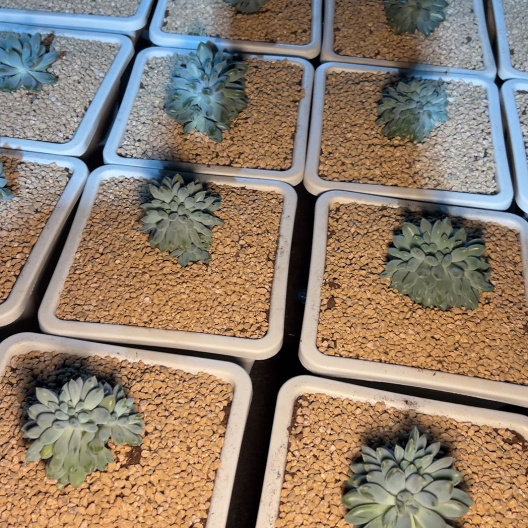 熊***A一物一拍，哥特打包