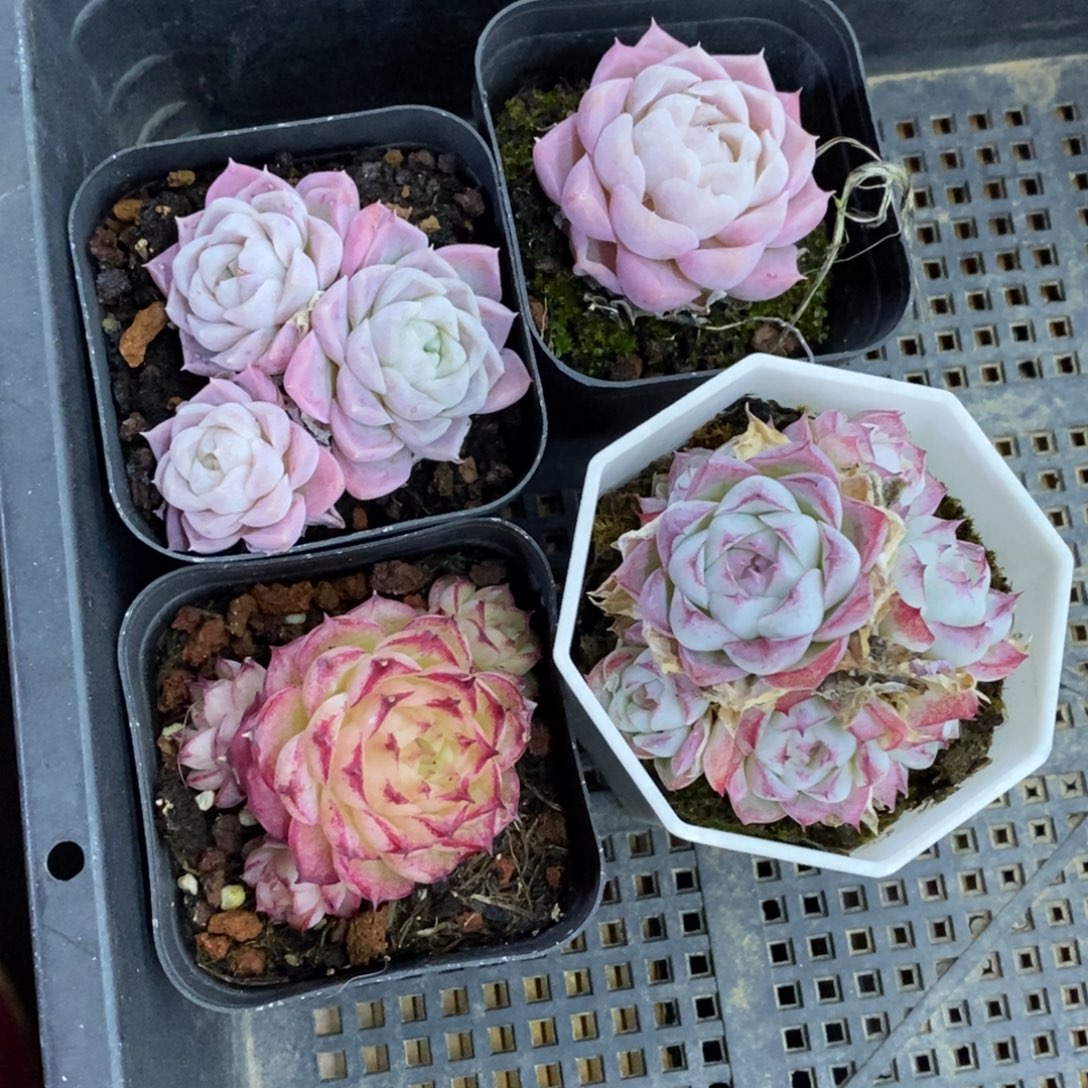 精品多肉一物一拍12