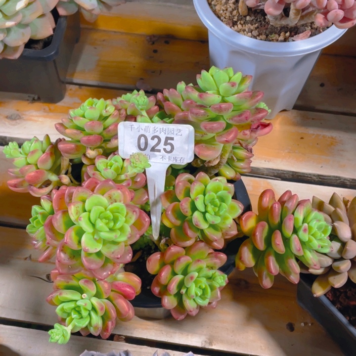 冰*檬谢谢你的支持00000025