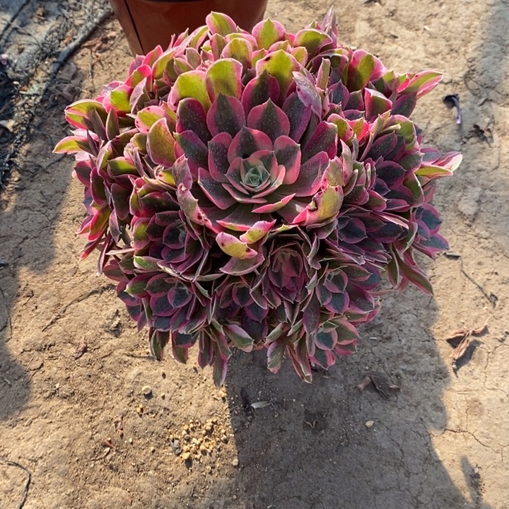 邀月24多肉植物法师