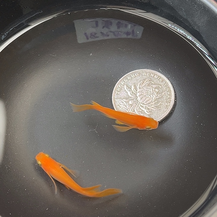 青鳉鱼真长鳍小野红帝2条2号