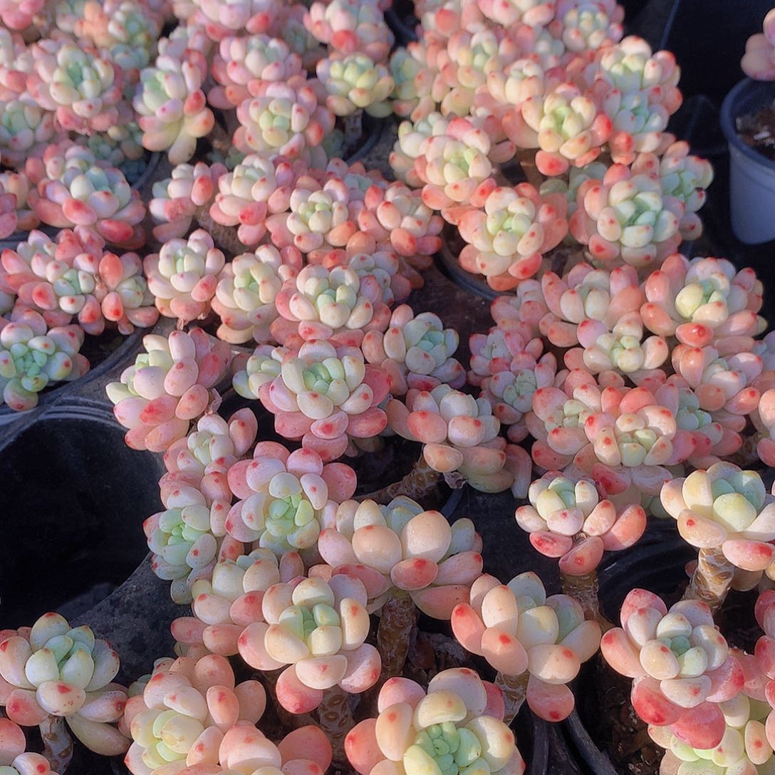 樱花罗琦3467789900000