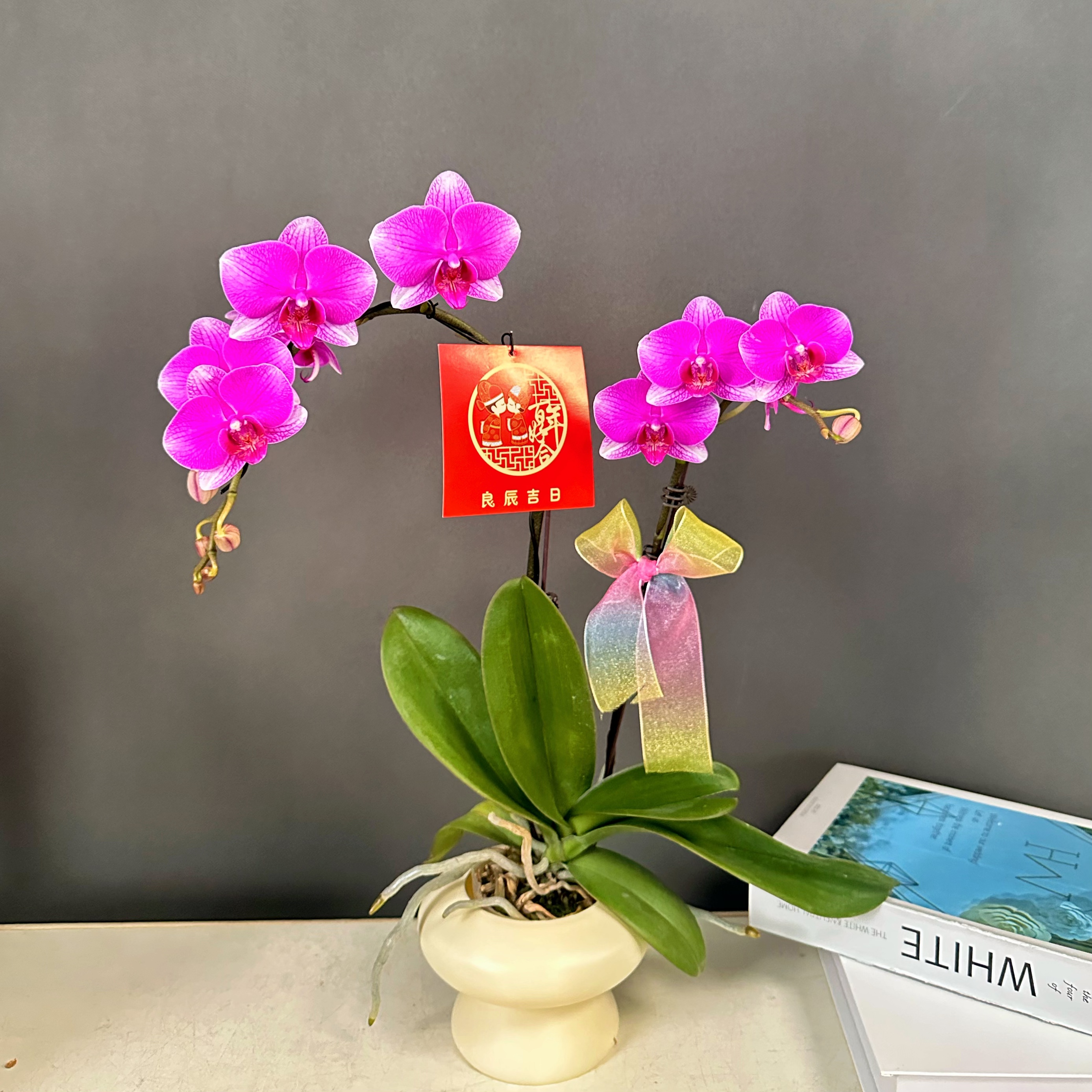 蝴蝶兰【年初四】欧洲 新线条 轻奢组盆 鲜花室内 送礼高端花卉