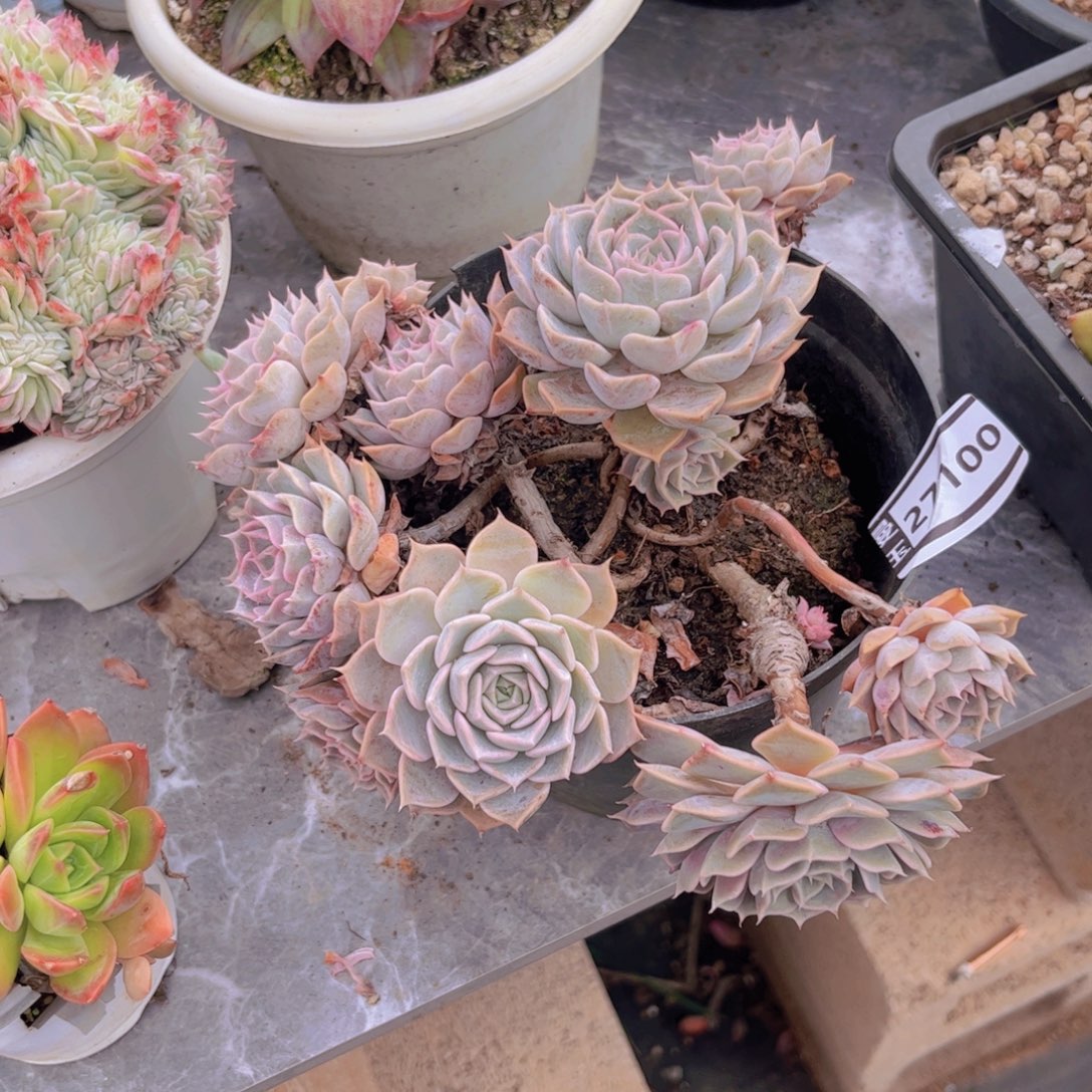 欧版海林娜多肉植物27100