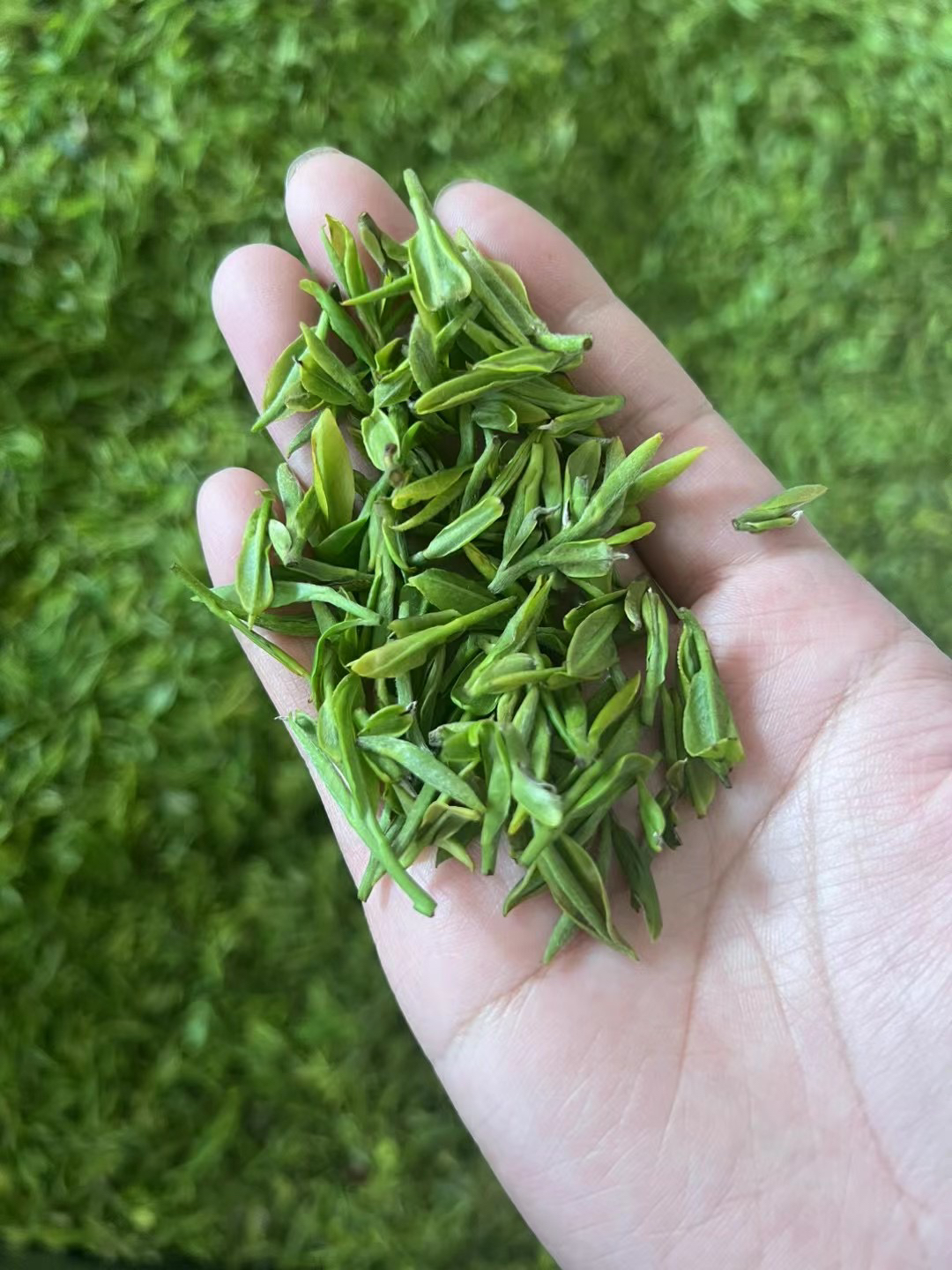 2025日照绿茶，露天头采。豌豆鲜。