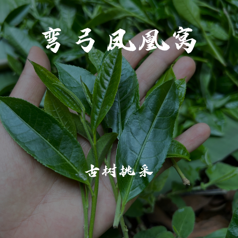 2025年弯弓凤凰窝古树挑采普洱生茶50g铁罐（无茶样，拆封不退）