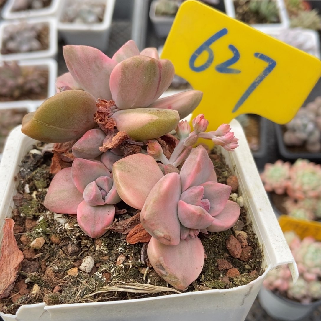 627彩虹糖unsourced多肉