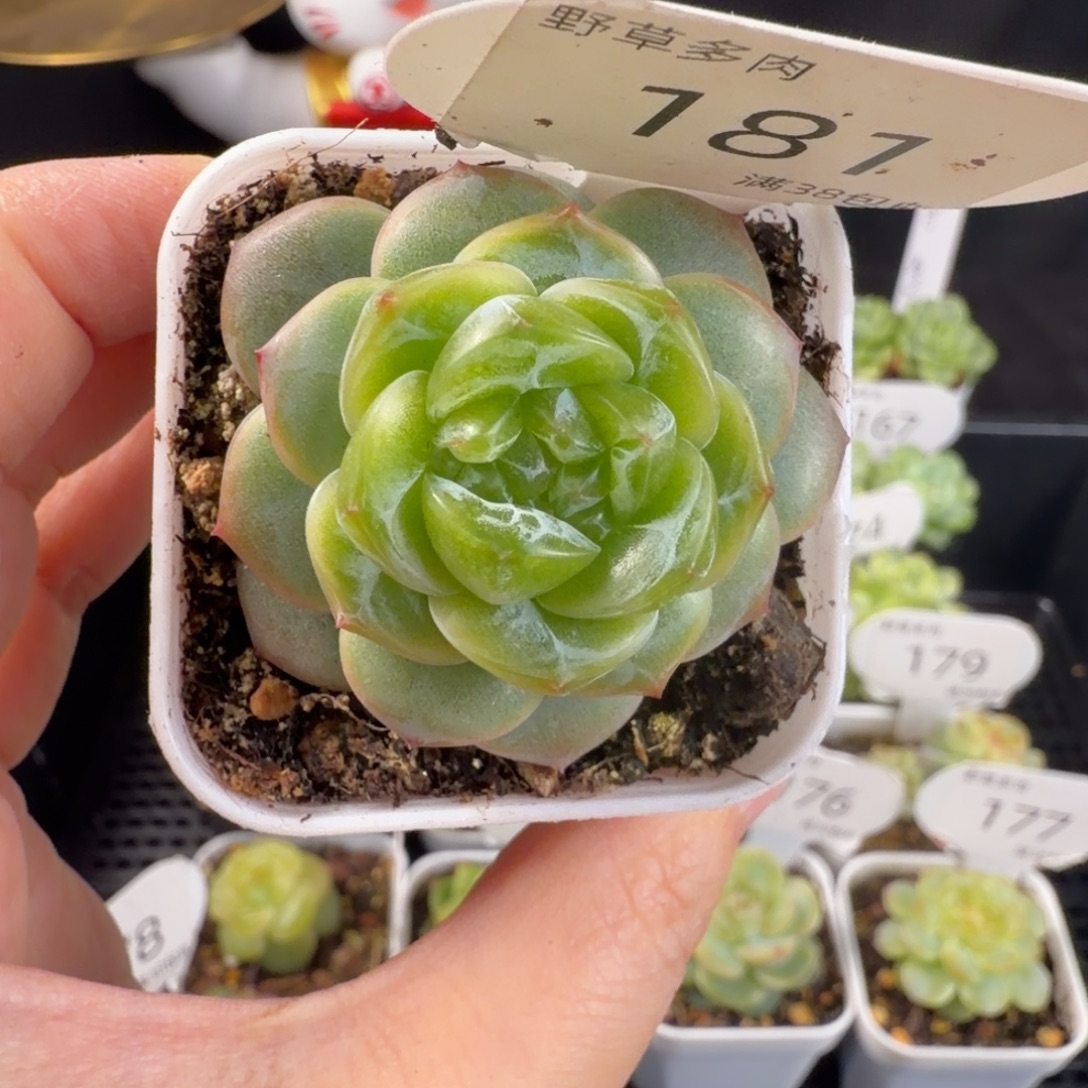 珍妮孤品单头181号
