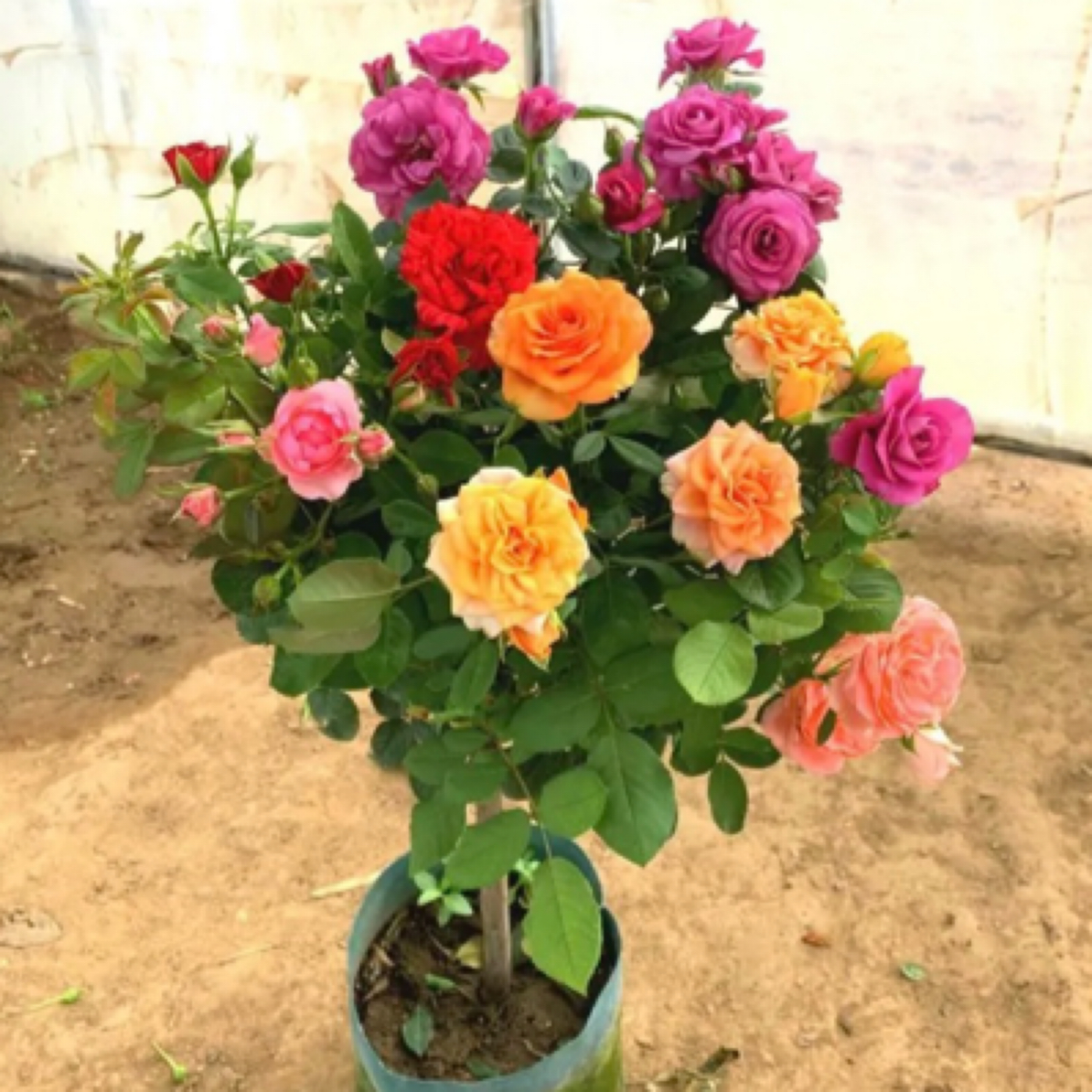 买一棵送一棵多色棒棒糖阳台庭院花园走廊树