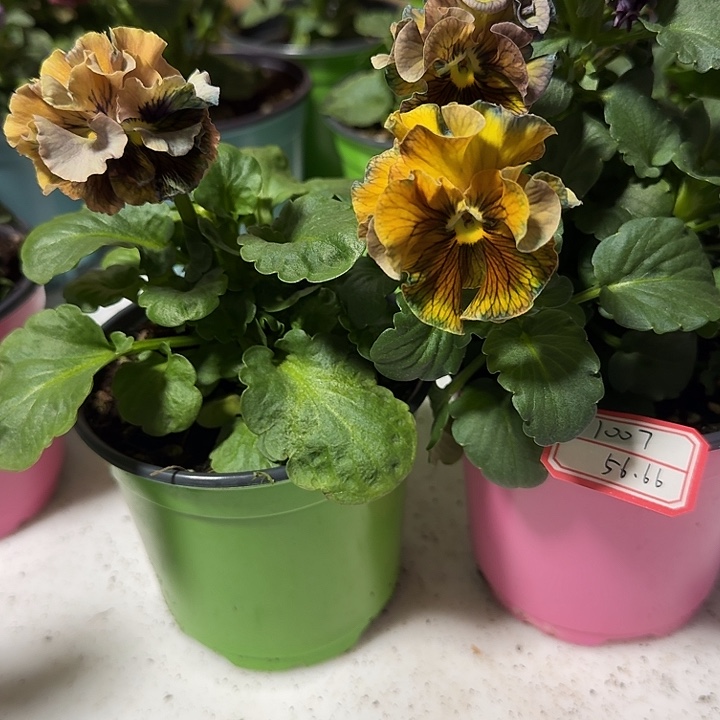 1***9完全开放104..56.66