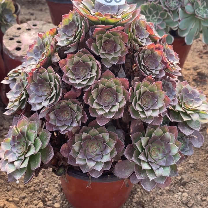 迪***贝无花朵360桃花石多肉植物