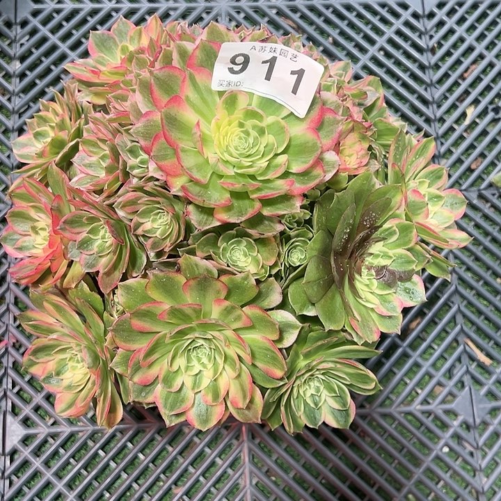 911粉海王多肉植物
