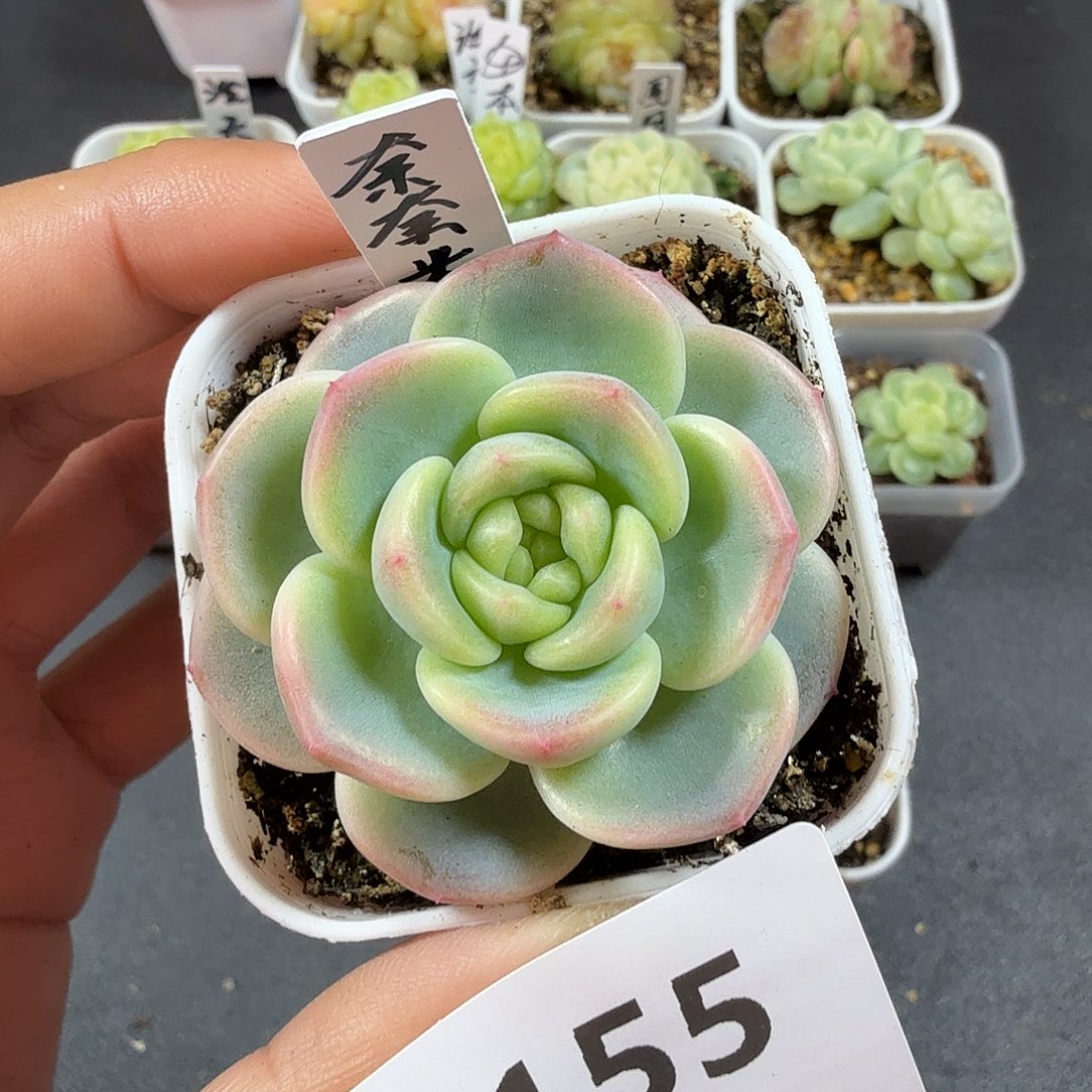 奈奈米一物一拍155