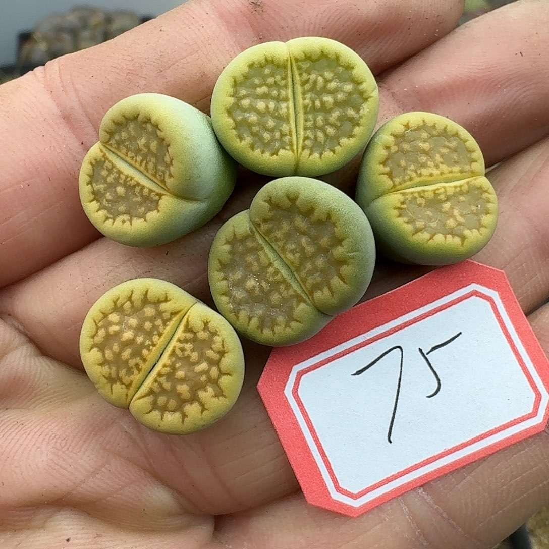 75多肉哈哈哈哈哈哈