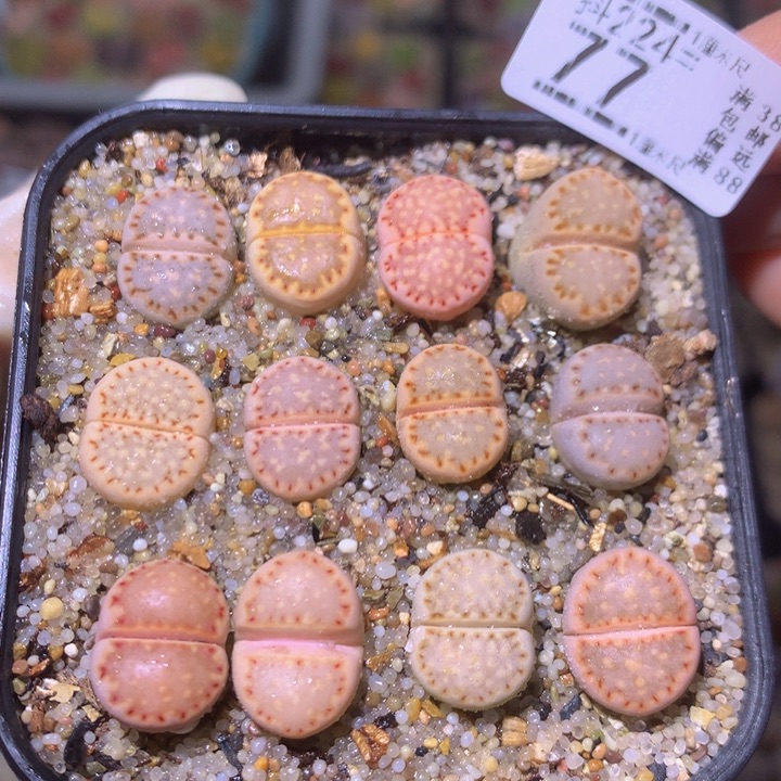 精品生石花224.77