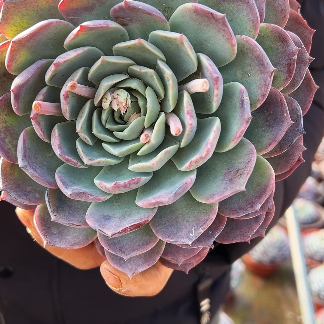 盆栽海琳娜多肉植物