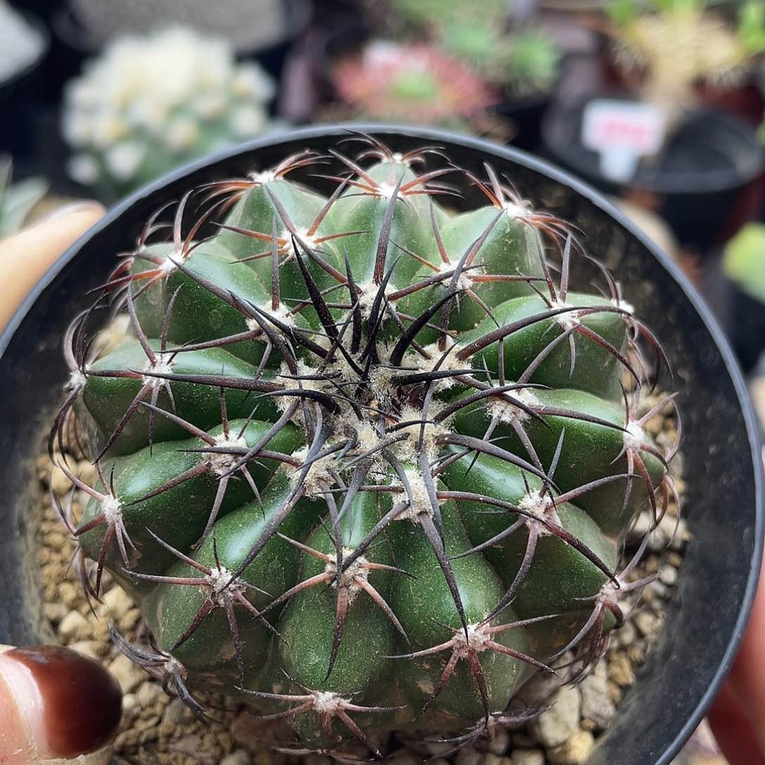 实生印加圆盘玉仙人球