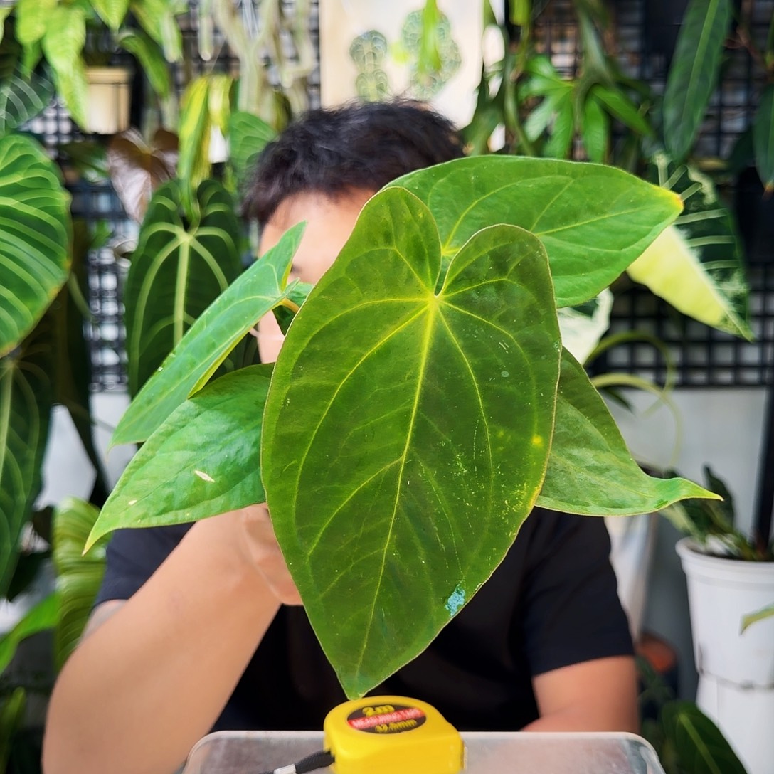 不开花植物H24黑桃杂绿丝绒