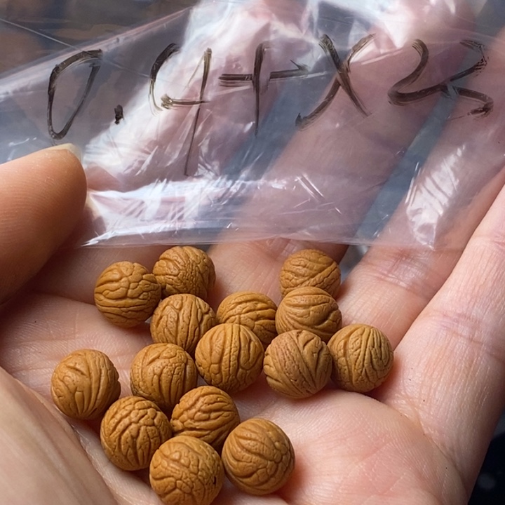 文玩核桃手串秦岭野生龙纹桃核09