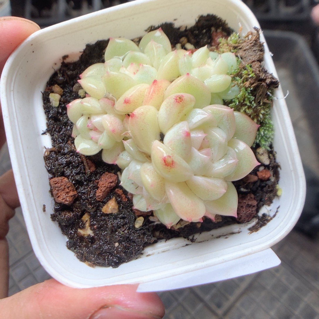 无花朵V193。yyyyyyy