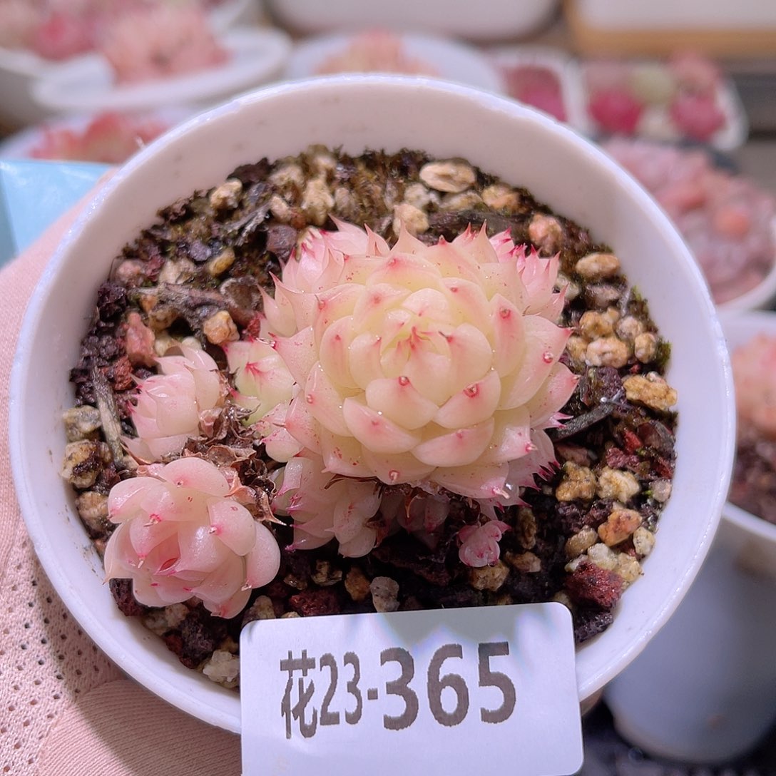 花利美23- 365海王