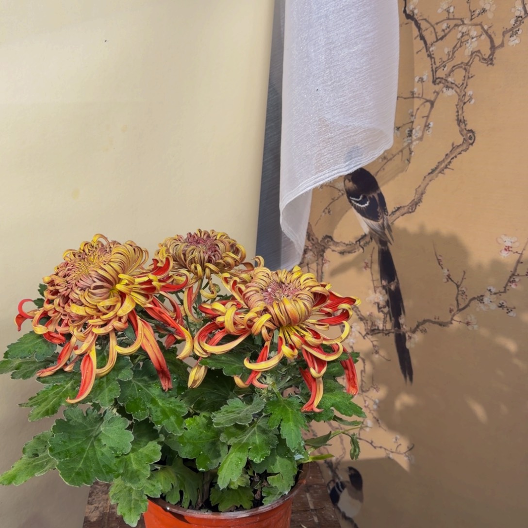 完全开放E6666666