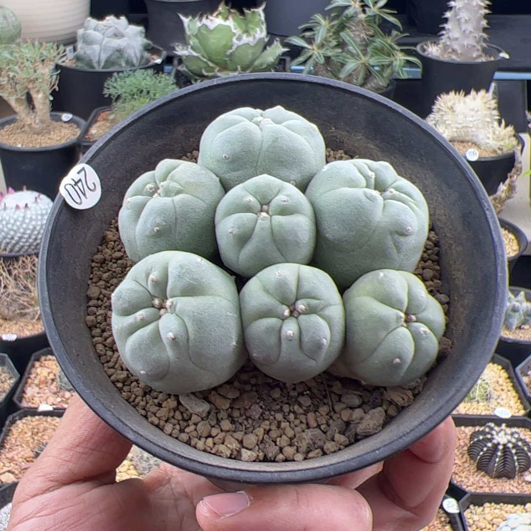 草球群一物一拍240