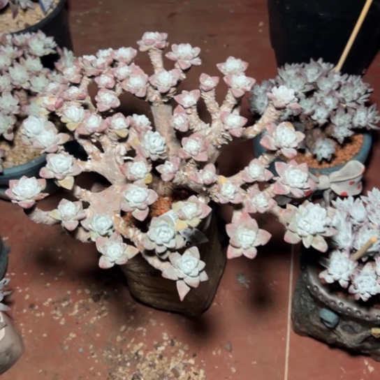 春****?姐姐看看～一物一拍