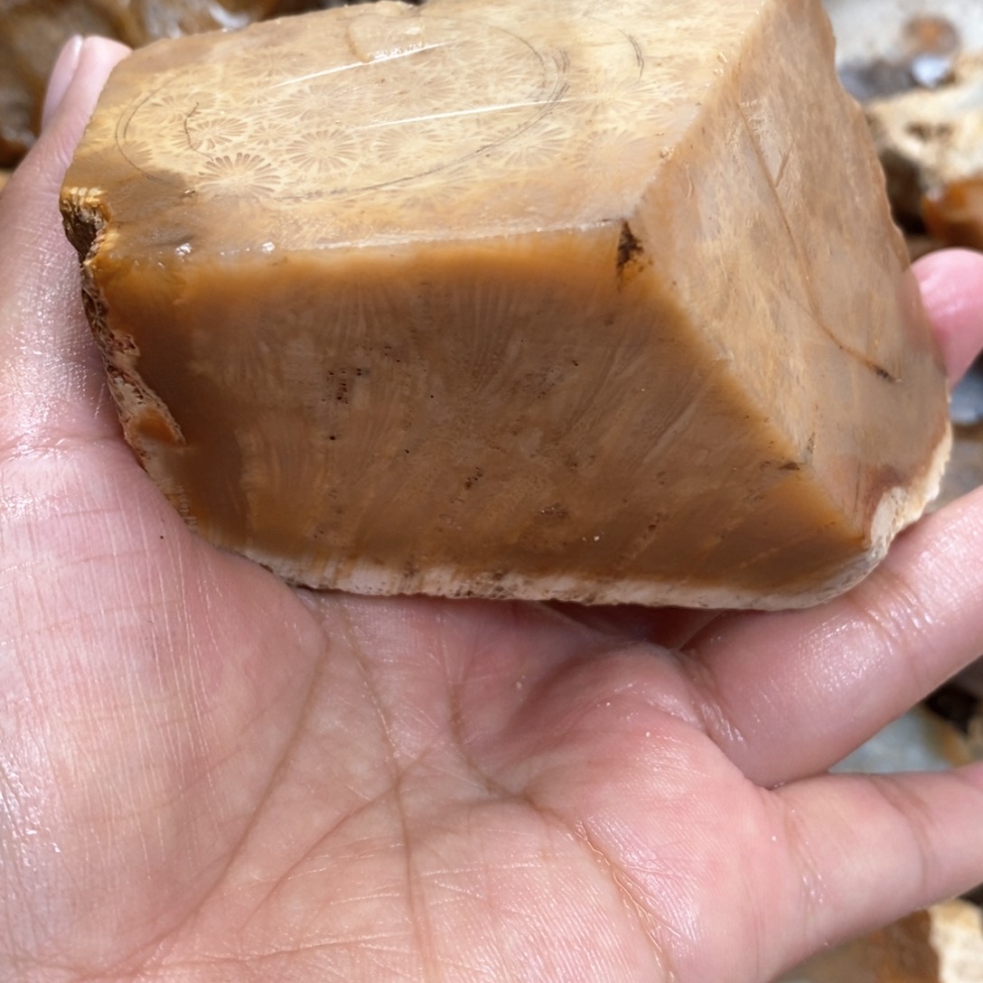 【闪购商品】硅化玉颈饰未镶嵌