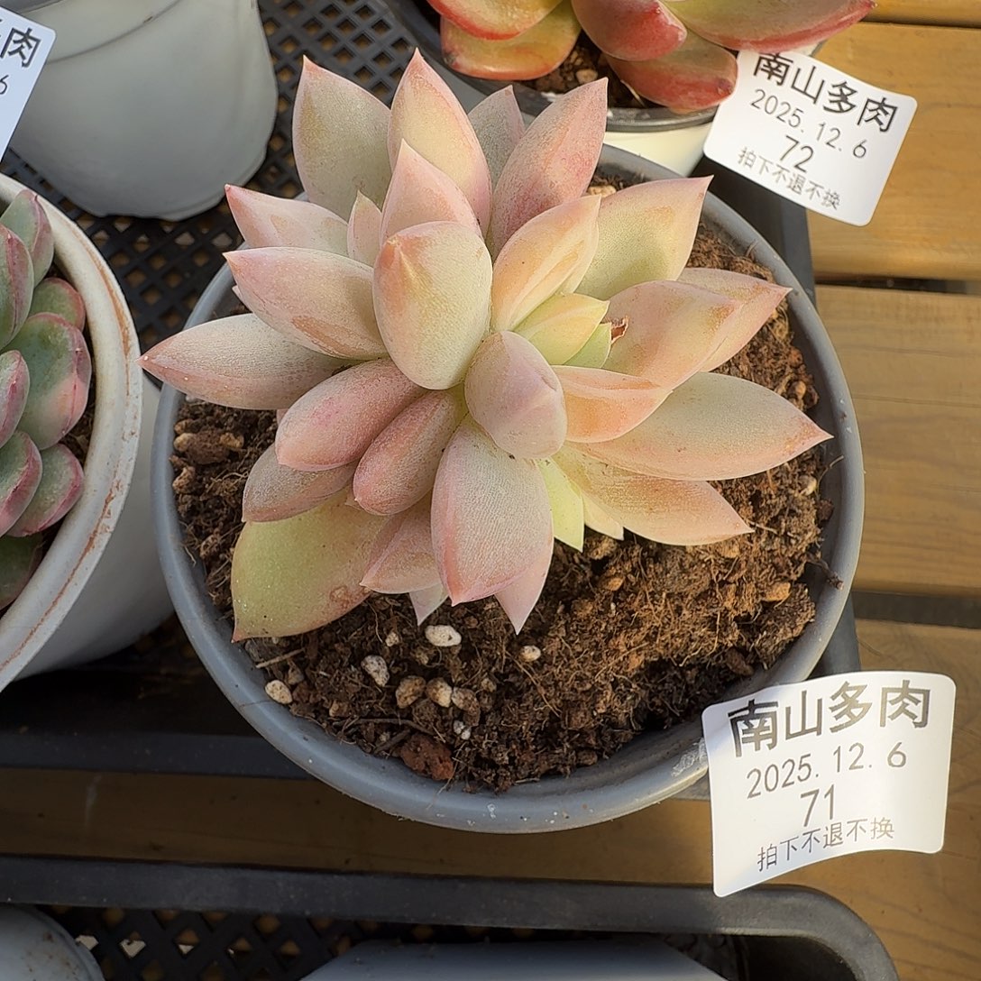 伊丽莎白111126-71