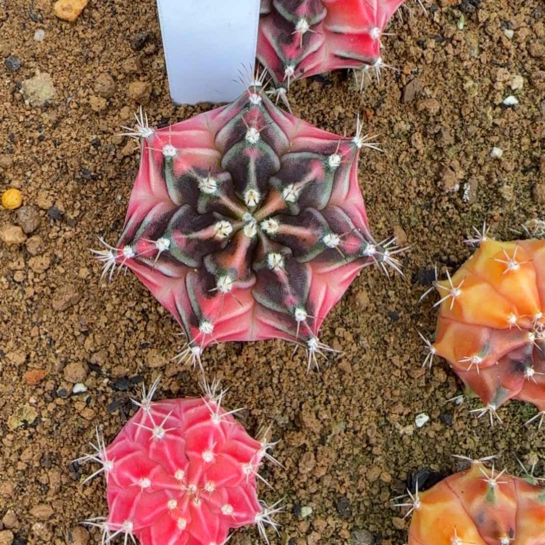 193-0116泰国发货彩虹梦多肉