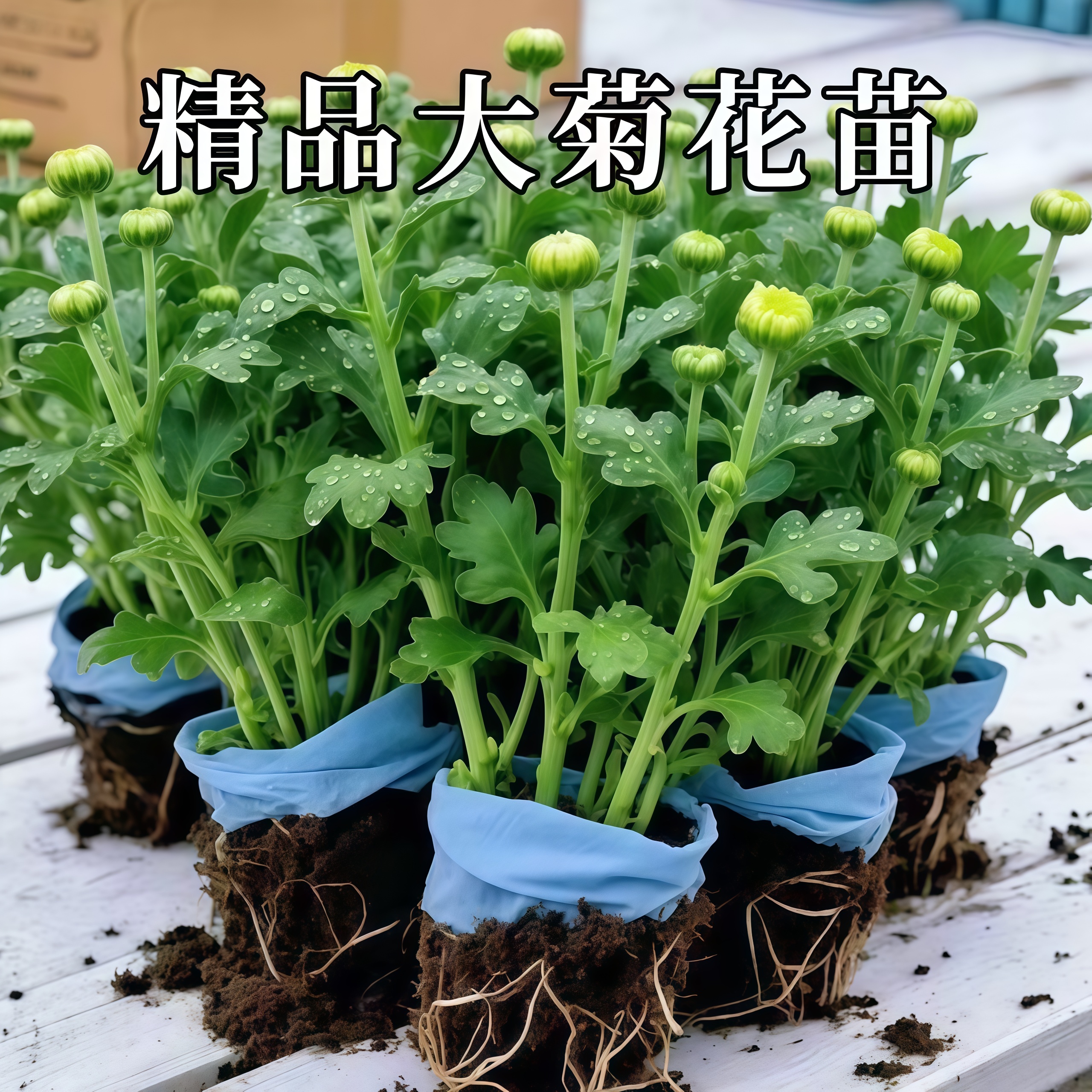 粉色绿植黄色菊花菊花苗红色九月菊室外丝菊阳台好养盆栽花卉室内