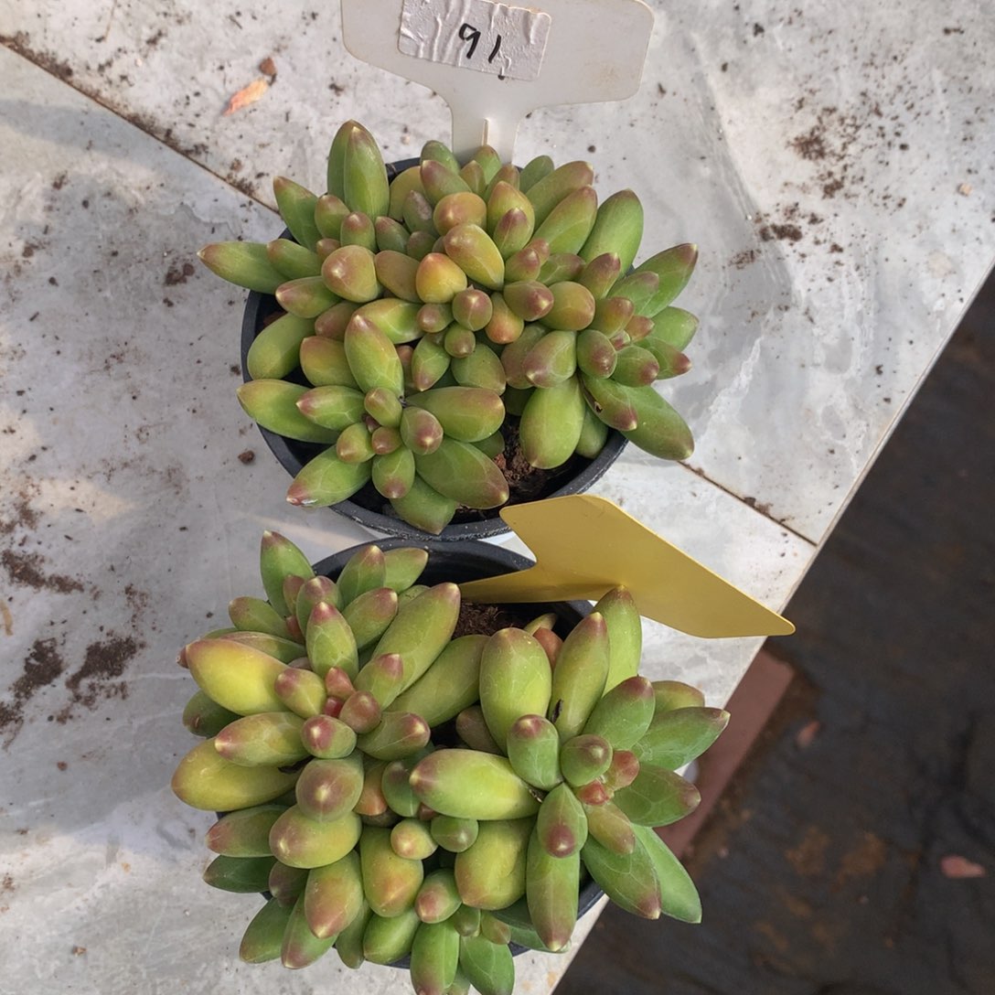 开***心两颗一起6262627727272