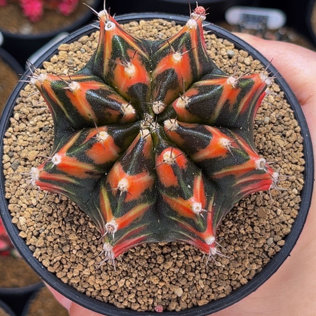 橘老虎 实生 米哈仙人球