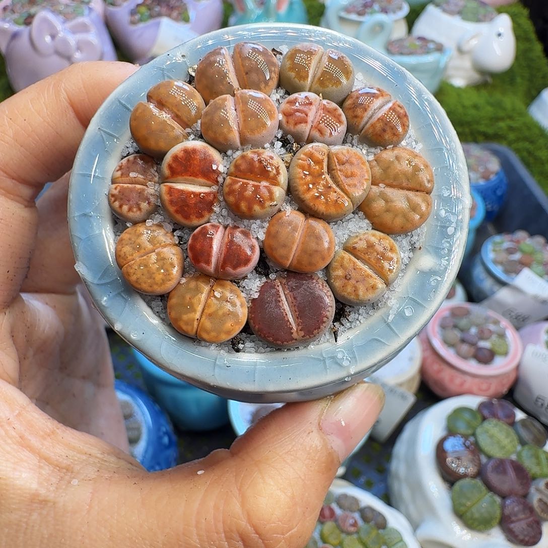 淡***味多肉植物开播福利冲637