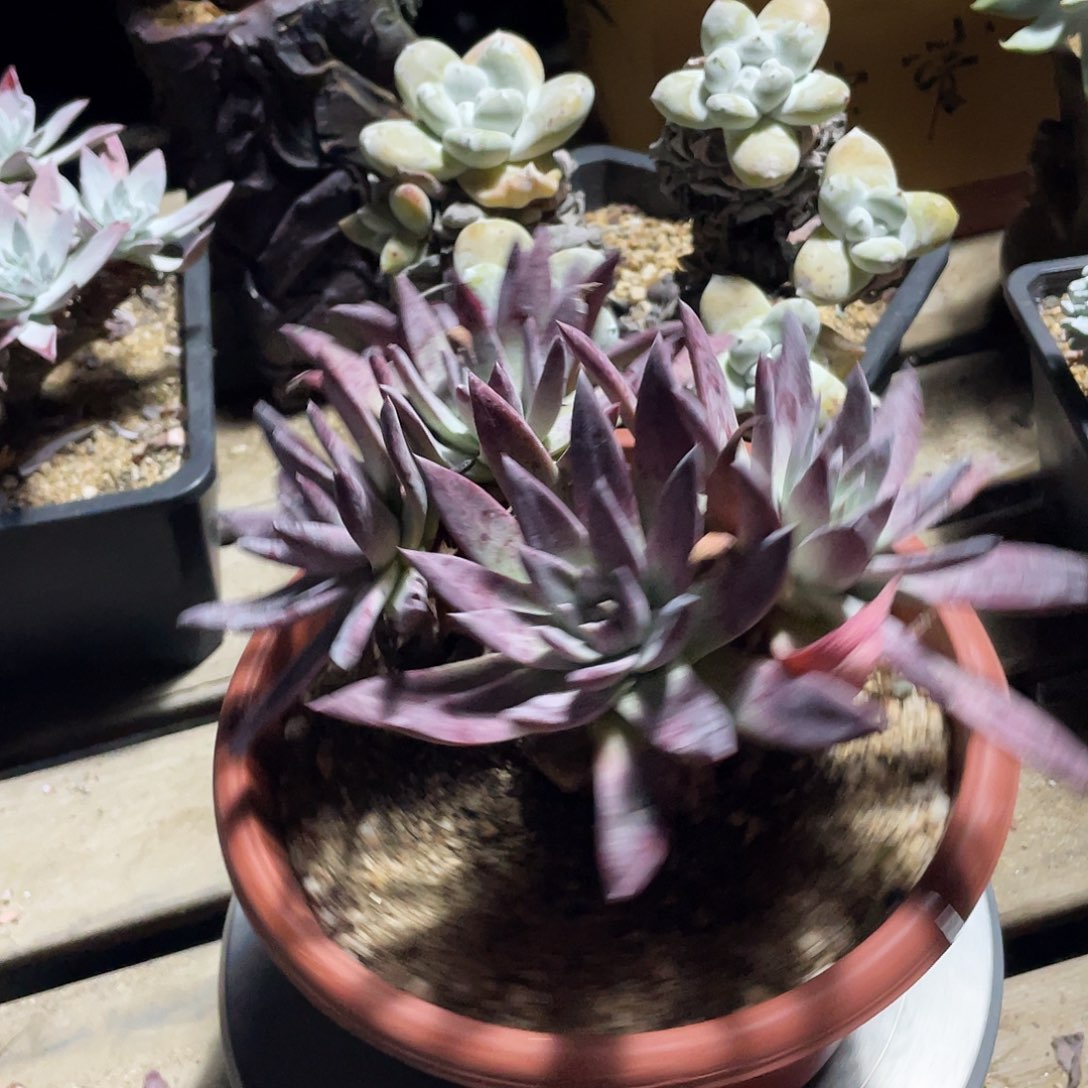 流丹白豪sp仙女杯