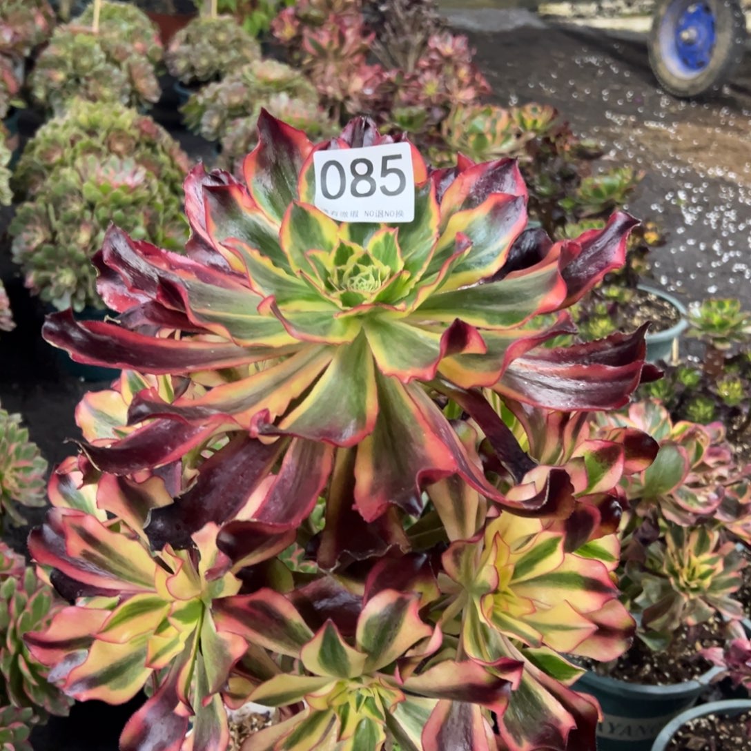 与***舞我是真的很喜欢这个