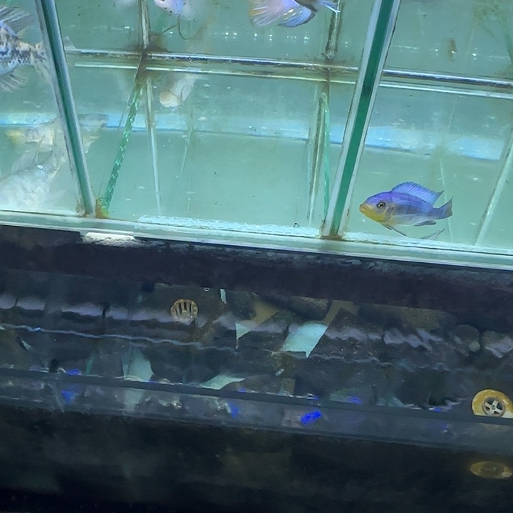 旭***光慈鲷鱼45号11111111