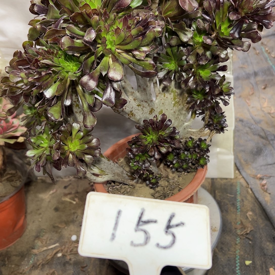 多肉植物黑法师缀花155