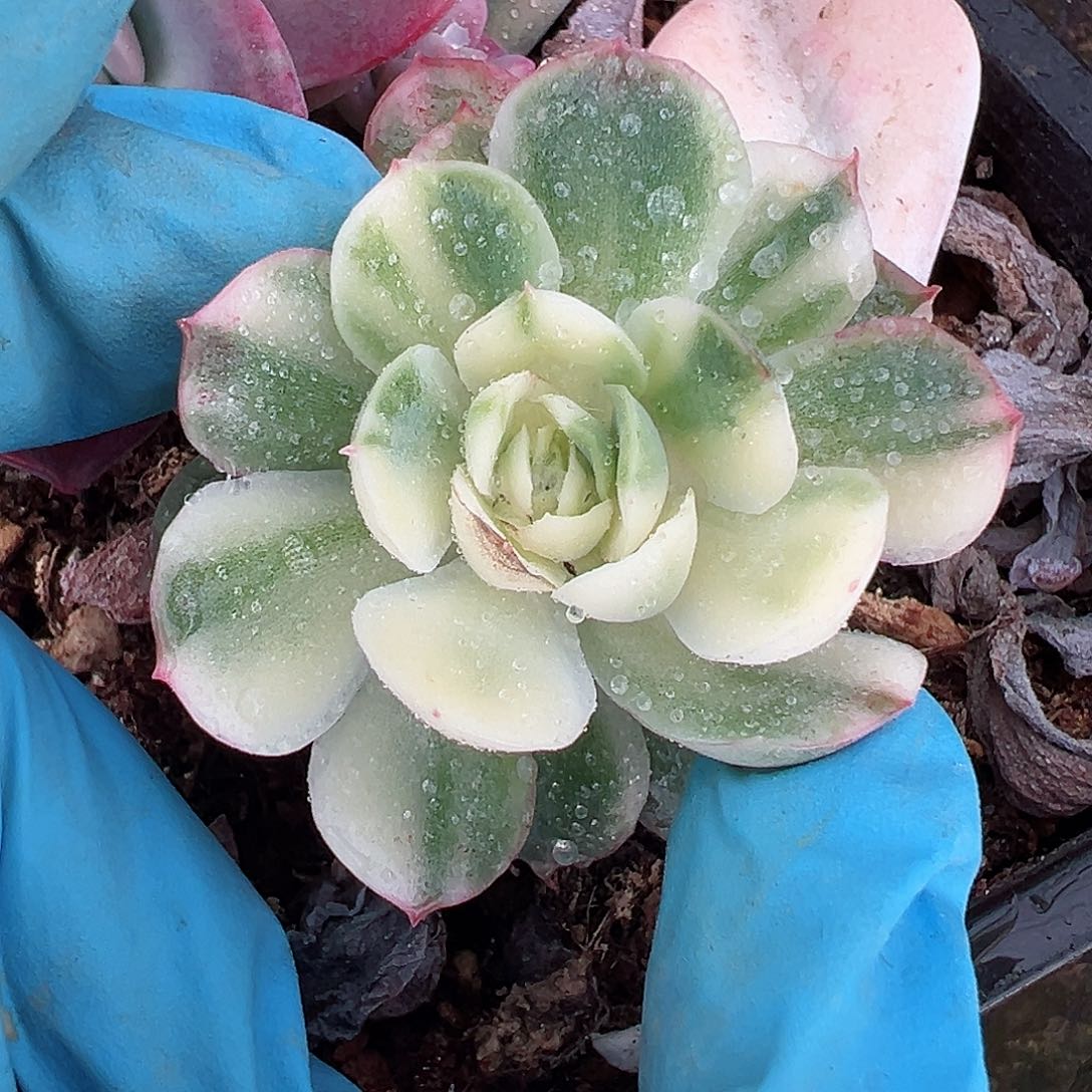 杂交锦，花脸拉丝