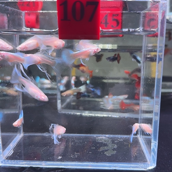 孔雀鱼107号，10tiao