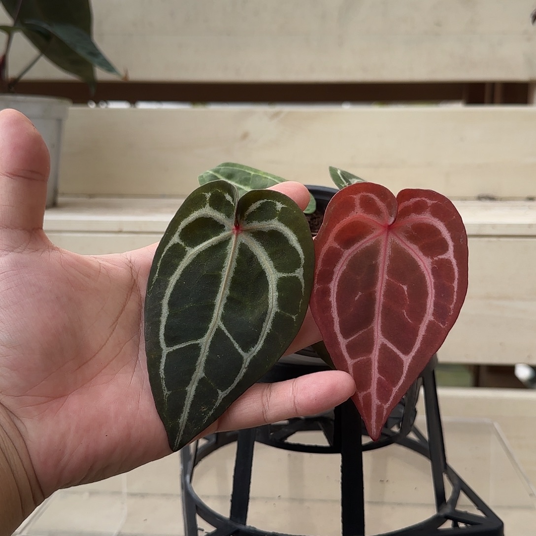 无花朵红水晶花烛