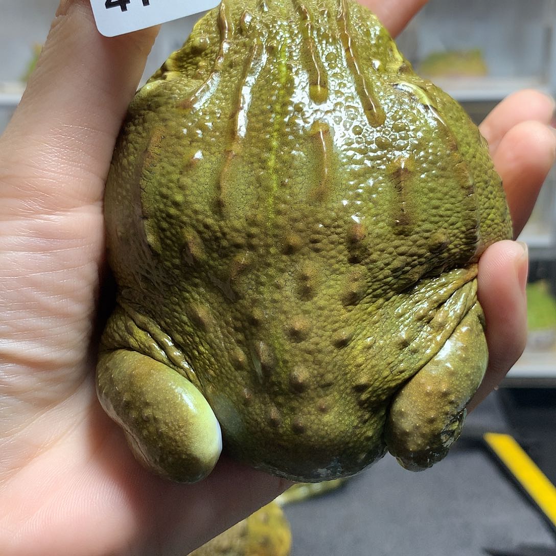 角蛙4147大非牛 晚两天发货