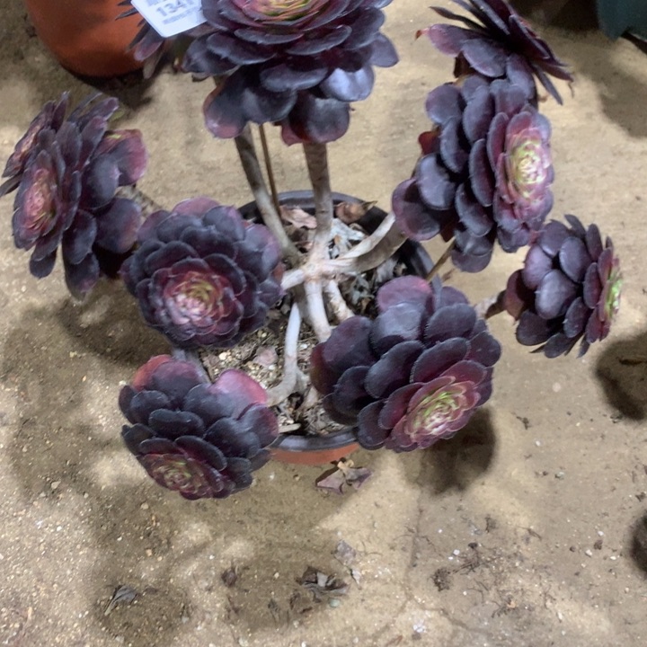 1341黑萝莉多肉植物