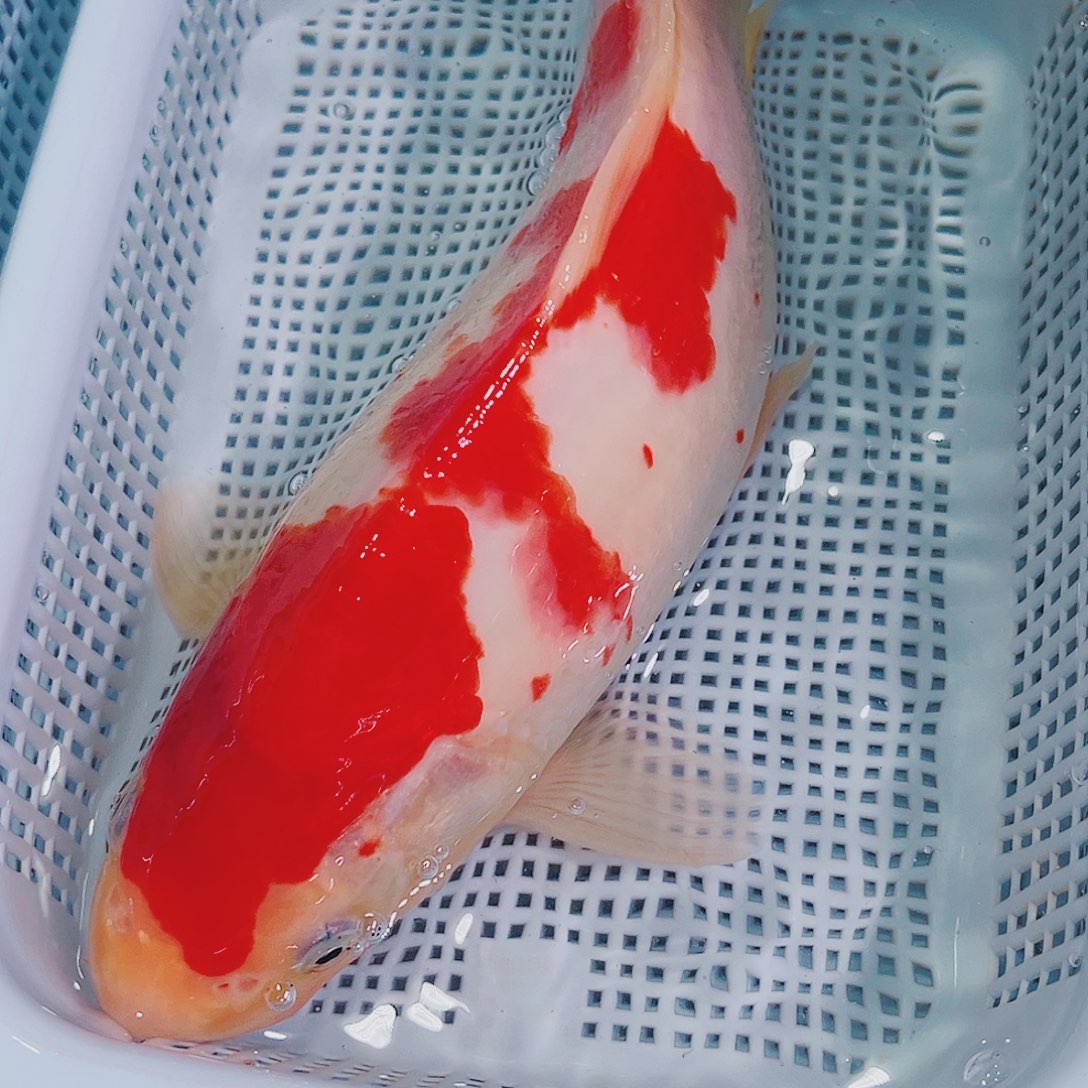 锦鲤锦鲤冷水鱼观赏151