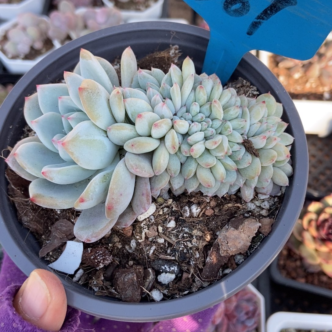 587星影缀多肉植物