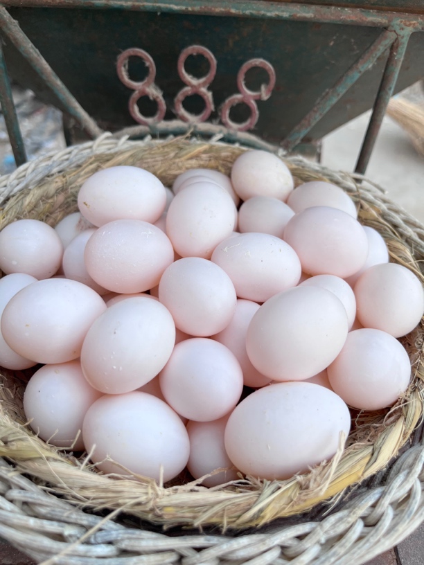 鸽子蛋农村散养鸽子蛋