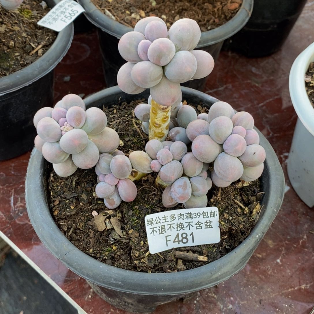 481香水手指奶多肉9cm